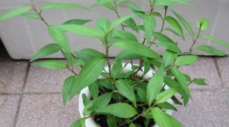 Ít ai ngờ tới, rau răm lại có nhiều tác dụng chữa bệnh tuyệt vời đến vậy