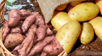 Khoai tây hay khoai lang tốt hơn? Chuyên gia dinh dưỡng giải đáp chi tiết, ai cũng nên biết