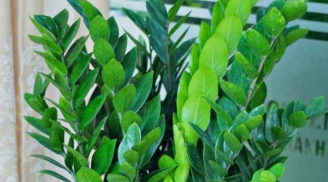 Năm Bính Ngọ 2026: 3 cây phong thủy nên đặt phòng khách để hút tài lộc, tiền vào như nước