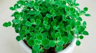 4 loại cây cảnh mang nhiều tài lộc và lọc sạch không khí cho ngôi nhà của bạn