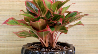5 loại cây cảnh phong thủy trong nhà được ưa chuộng