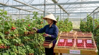 Loại quả đặc sản: Nghe tên đã thấy may mắn, trồng 1 lần thu hoạch tới 10 năm giá gần 400.000 đồng/kg