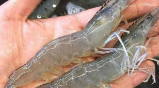 Tôm sông và tôm biển khác nhau thế nào? Loại nào nhiều canxi hơn?