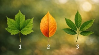 Quiz: Chọn 1 chiếc lá có thể tiết lộ điểm yếu dễ khiến bạn gặp khó khăn trong công việc