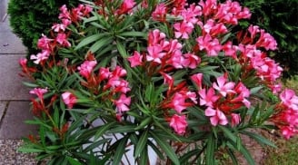 4 loại cây hại phong thủy lại dễ gây họa cho gia chủ, có thì chặt bỏ ngay