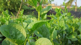 5 loại rau 'bổ hơn thịt, rẻ hơn thuốc', thấy chợ bán đừng bỏ qua