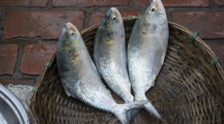 Loại cá không thể nuôi nhân tạo, chợ ít bán nếu thấy đừng tiếc tiền mua