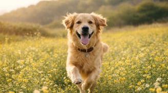 Hết Giêng Hai khép lại thời “ăn chơi”, 3 tuổi bước vào guồng tăng tốc: Cơ hội mở ra, nhanh nhạy là đổi vận