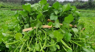 4 loại thưc phẩm cần thiết cho cơ thể được khuyên nên bổ sung vào bữa thường xuyên