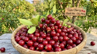 Loại quả nổi tiếng thế giới trồng ở Khánh Hoà, nhỏ như viên bi, trồng 1 năm đã cho thu hoạch, giá 200.000 đồng/kg