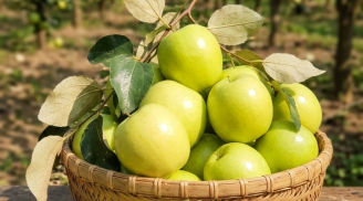 Loại táo nổi tiếng ở Bắc Ninh: Quả to giòn ngọt, chế biến được nhiều món hấp dẫn
