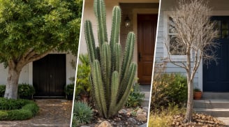 Trước cửa nhà có 3 loại cây này dễ cản tài lộc: Nhiều gia đình vẫn vô tình mắc phải