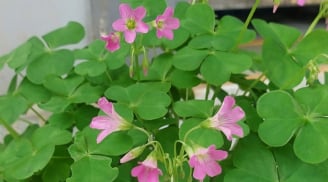 Loại rau mọc dại đầy vườn, nhổ cả gốc lẫn lá ăn vừa bổ vừa ngon