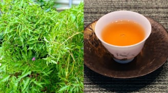 Uống nước lá đinh lăng, cơ thể nhận được lợi ích đặc biệt này