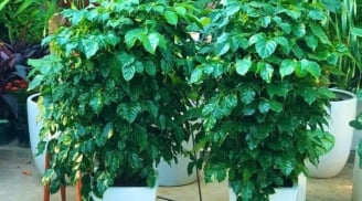 3 loại cây cát lành, bình an, hạnh phúc dễ trồng, đặt góc nào trong phòng khách cũng tốt cho sức khỏe