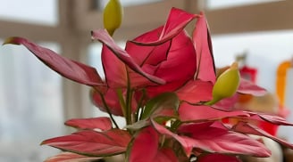 5 loại cây trong nhà cứ nở hoa tài lộc sắp đến