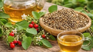 Những người không nên uống cà gai leo?