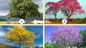 Trắc nghiệm vui: Bạn có thứ gì nhiều nhất trong tương lai?