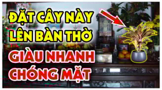 4 loại hoa đặt lên bàn thờ ngày mùng 1 gia chủ hốt vàng hốt bạc, tiền về như nước