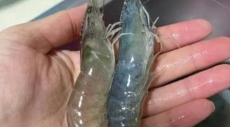 Tôm sông với tôm biển: Khác biệt lớn nhất là gì và loại nào giàu canxi hơn?