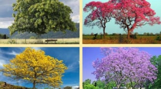 Trắc nghiệm thú vị: Khám phá bạn sẽ giàu thứ gì nhất trong tương lai