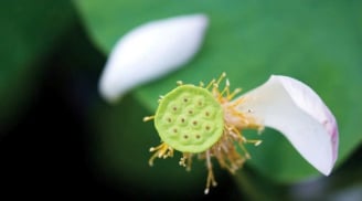 5 loại “Nhân quả” này, dù bạn là ai, giàu hay nghèo đến đâu đều không thể thoát khỏi