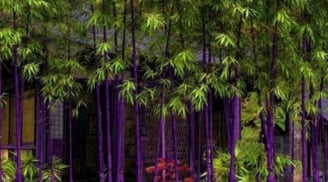 Loại cây phong thủy được giới nhà giàu ưa chuộng trồng trong sân vườn để cầu tài lộc, trường thọ