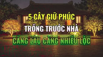 5 loại cây mọc ở nhà nào nhà đấy Lộc, tiền tài kéo theo về