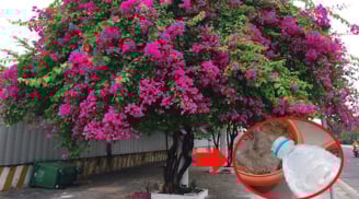 Hoa giấy thích uống nhất loại nước này, tưới vào hoa bung nở từng chùm to