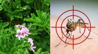 Nhà nhiều muỗi, trồng ngay 5 loại cây này: Vừa đẹp, vừa đuổi côn trùng