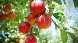 Cảnh báo: 2 loại củ quả chứa nhiều hạt vi nhựa nhưng người Việt vẫn ăn hàng ngày