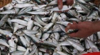 3 loại cá giàu Omega-3, giá rẻ hơn cá hồi – Ra chợ gặp là nên mua ngay để tốt cho sức khỏe