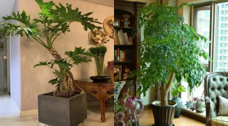 90% nhà giàu đều đặt những loại cây này trong phòng khách: Chỉ cần một chậu tài lộc tự tìm đến