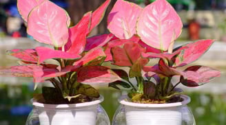 Nghề nghiệp của bạn là gì? Chọn 1 cây phong thủy để bàn theo nghề nghiệp