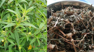 Rau mương – rau dại ven sông bỗng “gây sốt”: Món ngon dân dã được người thành phố săn tìm