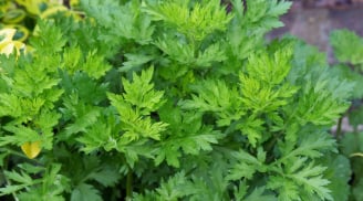 6 cách dùng ngải cứu trị đau đầu