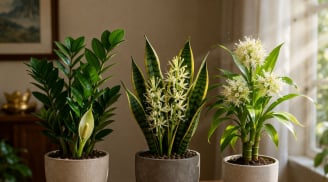 3 loại cây trong nhà nở hoa là điềm lành: Dấu hiệu vận khí gia đình đang đi lên