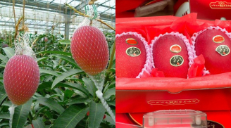 Từ Nhật Bản đến Việt Nam: Hành trình của giống xoài “xa xỉ” gây tò mò