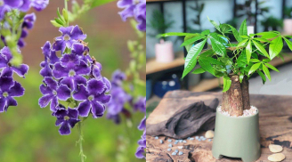 5 cây cảnh “được người xưa chọn mặt gửi vàng”: Trồng trong nhà, vừa đẹp vừa mang ý nghĩa tài lộc