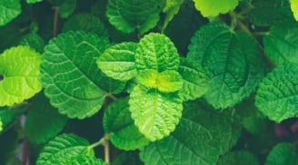 5 cây thuốc hay và dễ trồng tại nhà, nhà ai cũng nên có 1 vài loại