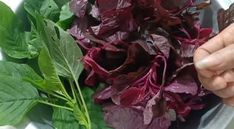 Những người không nên ăn rau dền