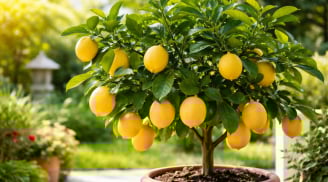Trồng chanh vàng sai cách dễ “lá tốt quả ít”: 5 bí quyết giúp cây sai trĩu, vừa đẹp vừa hợp phong thủy