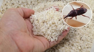 Bỏ thứ này vào thùng gạo, để cả năm không lo mọt