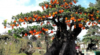 Loài cây ăn quả quen thuộc ‘biến’ thành bonsai tiền tỷ, biểu tượng cho sự bền vững, sung túc và viên mãn