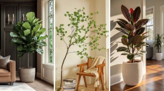 4 loại cây cảnh vừa đẹp vừa sang, cực hút lộc: Nhà giàu rất yêu thích đặt trong phòng khách