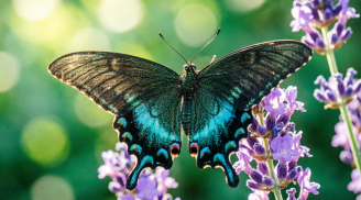 4 ngày sinh Âm lịch được cho là có “lộc muộn”, càng về sau càng dễ khấm khá