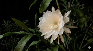 Cách biến khu vườn buổi tối thơm ngát chỉ với 6 loại cây dễ trồng