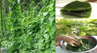 Từ dây leo mọc dại thành đặc sản ‘tiền tỷ’, có nhiều công dụng tốt cho sức khỏe, được nhiều người ưa thích ăn