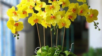 4 loại cây trong nhà không nên tặng kẻo “tán lộc”, nhiều người vẫn vô tình mắc phải