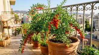 Người xưa khuyên trồng cây này trước nhà: Quả đỏ rực, tốt sức khỏe, vượng phong thủy